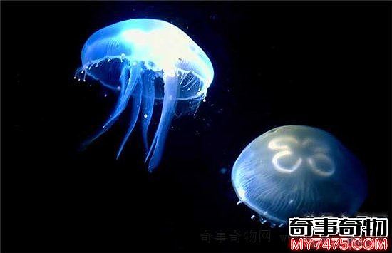 寿命最长的动物是什么 灯塔水母无性繁殖寿命最长