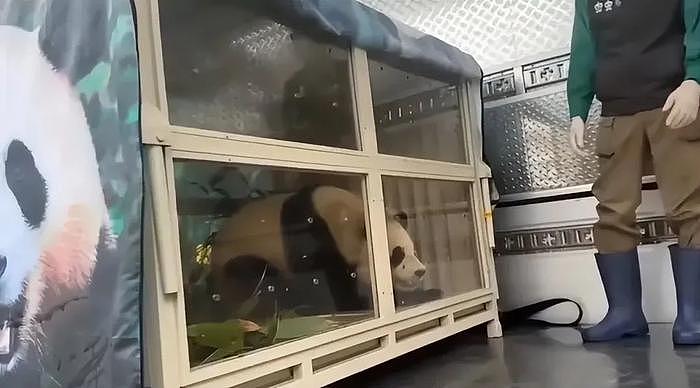 熊猫福宝韩国饲养员装哭惹群嘲，两个摄像师跟拍特写，比韩剧还假 - 18