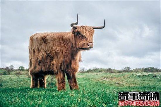 世界上角最长的牛 两只牛角总长度接近3米