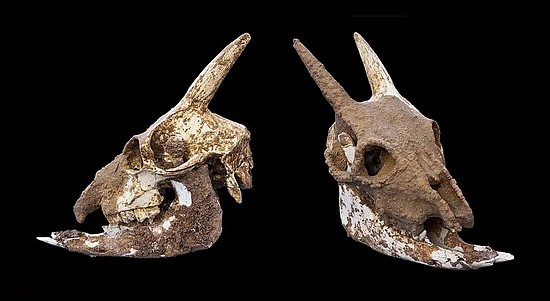 　巴利阿里岛山羊的头骨。图片来源：wikipedia