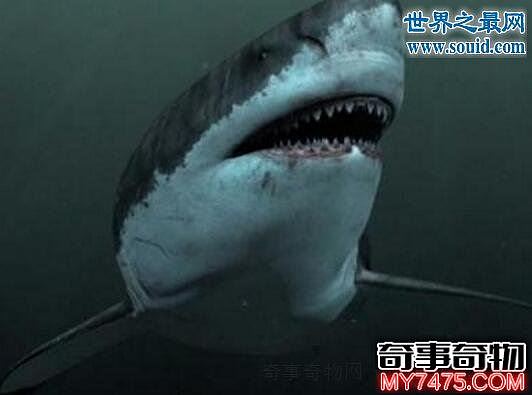 揭秘巨齿鲨生死谜真相 史前巨齿鲨能一口咬断鲸鱼