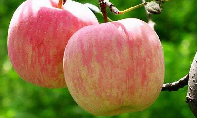 老人春季吃梨驱寒气，多吃3种健康果，寓意健康幸福 - 1