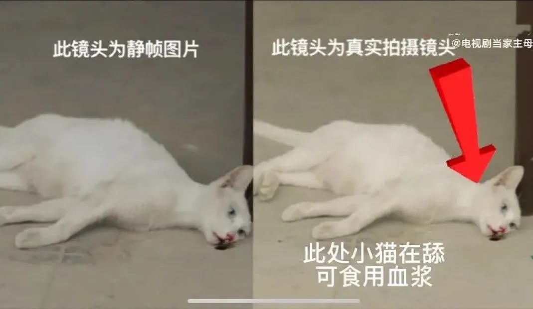 于正新剧虐猫事件进展！群演曝猫真正死因，澄清作假后剧方仍沉默 - 5