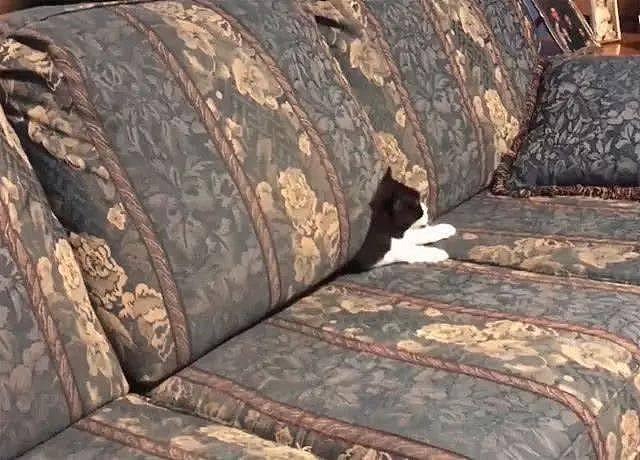 猫咪无端消失，主人急得满头大汗，突然发现沙发多了个白手套！ - 4