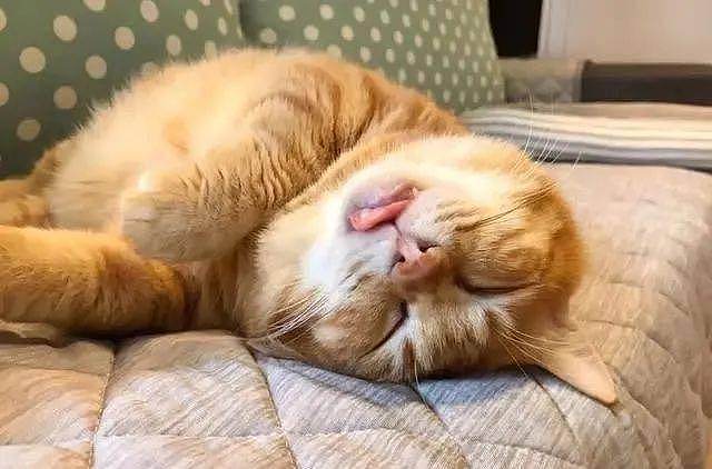 橘猫贪睡，每日昏睡20个小时，医生：这不是病，只能让它自然醒 - 3