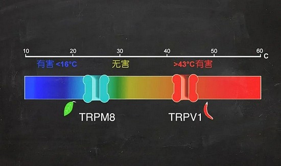 　TRP通道作为热感受器。| 图片来源：kavliprize.org