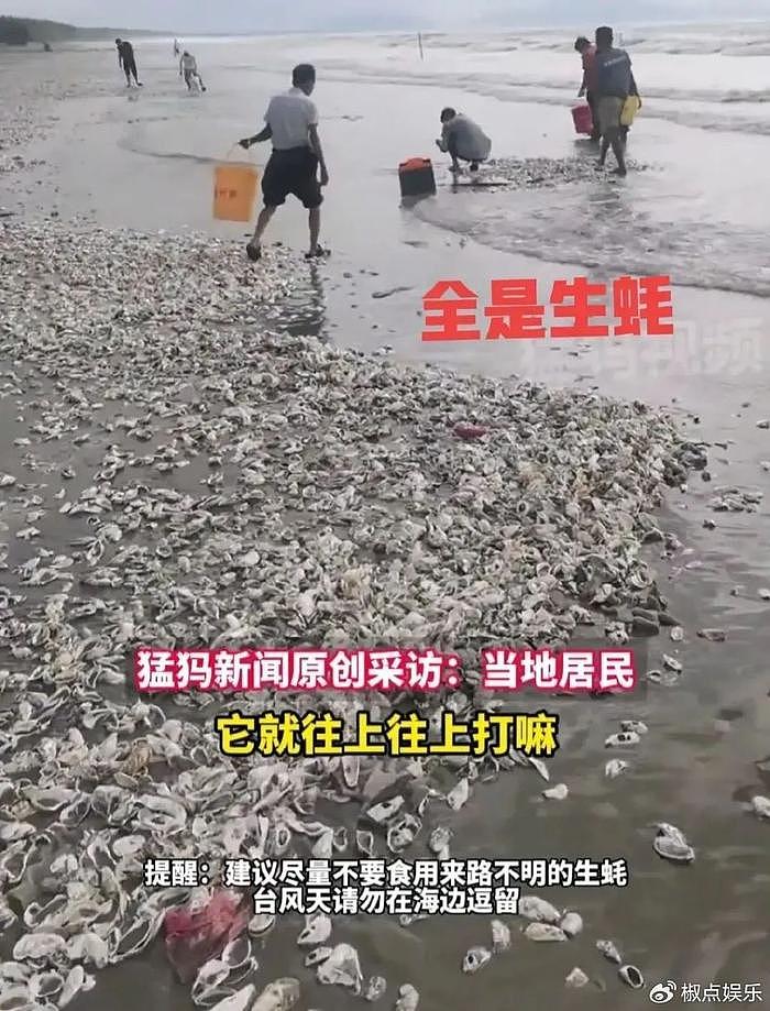 台风“格美”过境，福州市民冲向海滩哄抢生蚝，满地生蚝个头又大 - 3