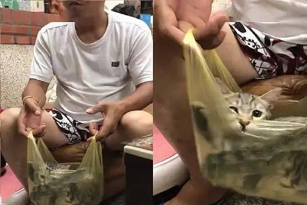 摇到快睡着！饲主心疼毛孙，“手动摇篮”哄猫咪睡觉 - 1