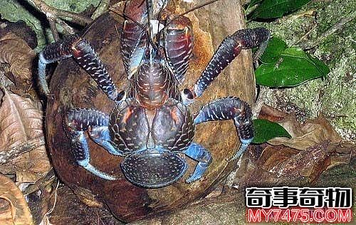 世上最奇特的10种动物中国娃娃鱼