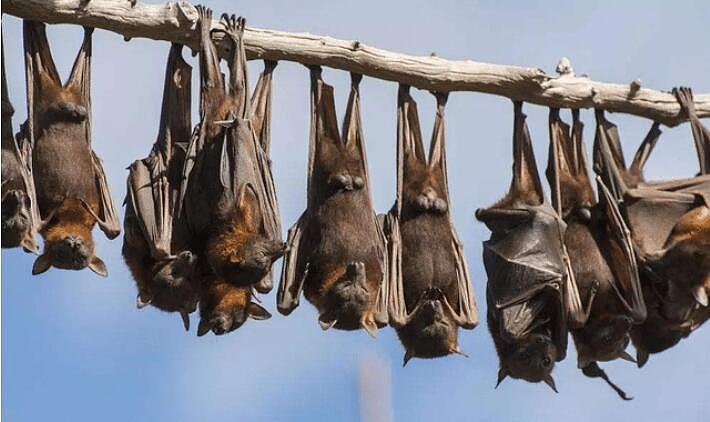 四川德阳出现满天蝙蝠，引起了居民的恐慌 - 2