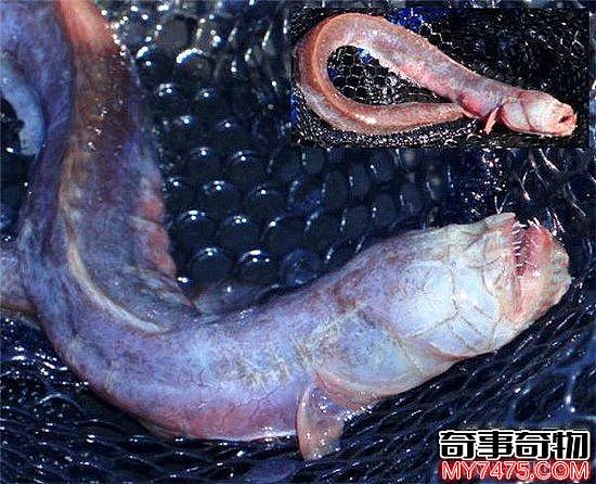 须鳗虾虎鱼长相怪异 不少人以为它是外星生物