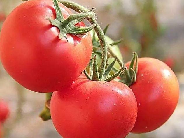 西红柿的“死对头”，两者不能同食，尤其第三种，为健康提醒家人 - 2