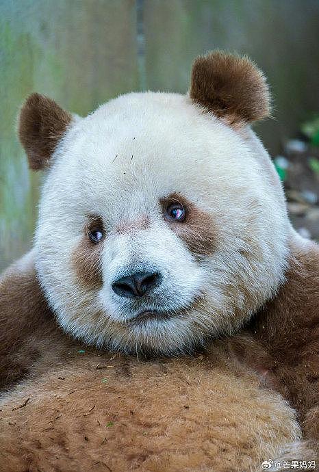 野外又发现棕色大熊猫了，这只看着比七仔聪明不少，是圈养和野生的区别吗？ - 3