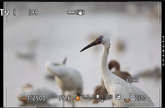 佳能EOS R3专微相机拍鸟试用 - 7