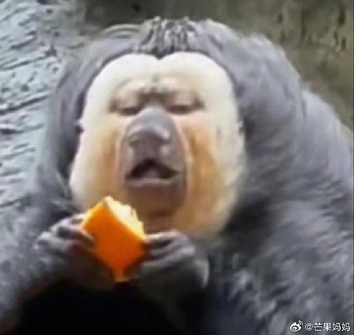 谁还没看过红山动物园顶流杜杜吃橙子，它怎么这么搞笑啊哈哈哈哈哈哈 - 2