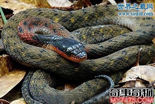 关于鸡冠蛇的真相大揭秘 鸡冠蛇并不存在 虚构生物