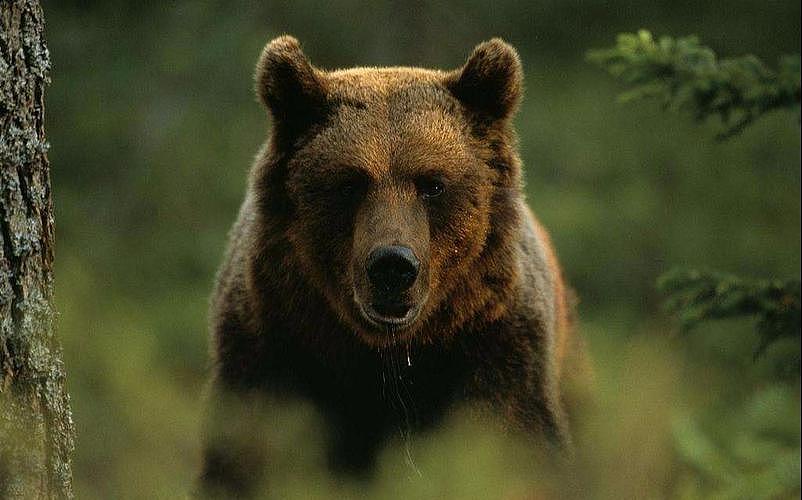 世界上最凶猛的熊 生活在柯迪亚克岛 - 1