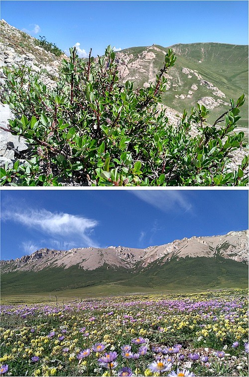 青藏高原山生柳灌木（上）和灌木线（下）景观（课题组供图）