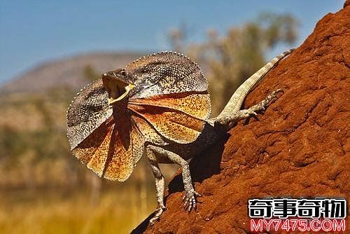 世界上最奇特的蜥蜴 脑袋像伞的伞蜥蜴你见过吗