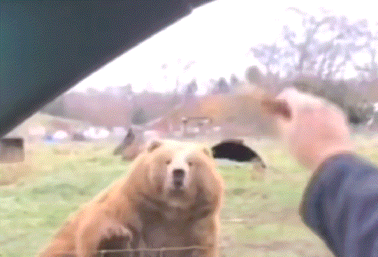 搞笑GIF趣图:本来是喂熊的，没想到还有空中劫货的！ - 1