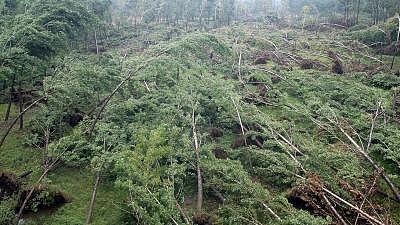 1999年磨山离奇事件：白雾四起、狂风大作，700多棵老树拦腰折断