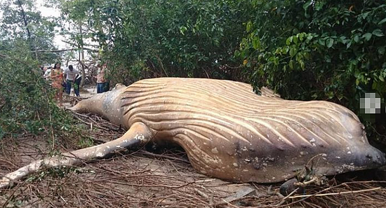 座头鲸为什么会死在亚马逊丛林里？ - 2