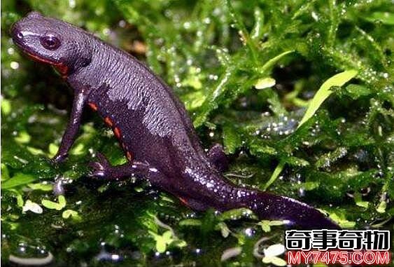 东方蝾螈又称中国火龙 1毫克毒素能毒死一名成年人
