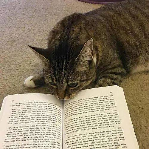 主人给猫买了本学猫叫的书，猫看后：奴才，你484傻？ - 3