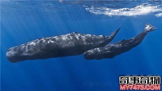 最大的鲸鱼蓝鲸 因人类的捕杀造成数量下降