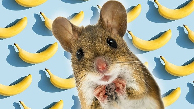 公鼠怕香蕉 原因竟是母鼠护子心切 - 1