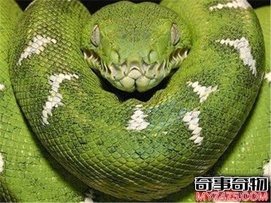 世界上最大的蛇亚马逊森蚺