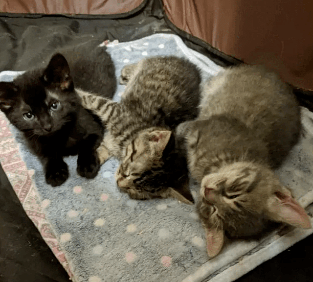 三只小猫强闯家中大睡，见主人回来喵叫：还不上猫粮呢？ - 5