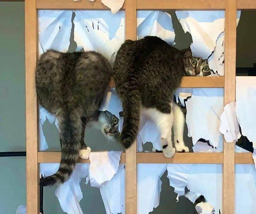 网友家的纸窗户刚糊上没几天…猫：请欣赏我的表演！ - 3