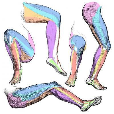 「绘画参考」人体手臂、腿部和躯体的解剖学原理结构（人体参考）