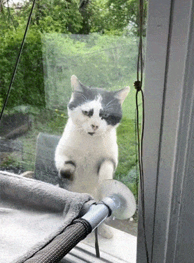 猫每天来擦玻璃，半年后获得长期饭碗！ - 4