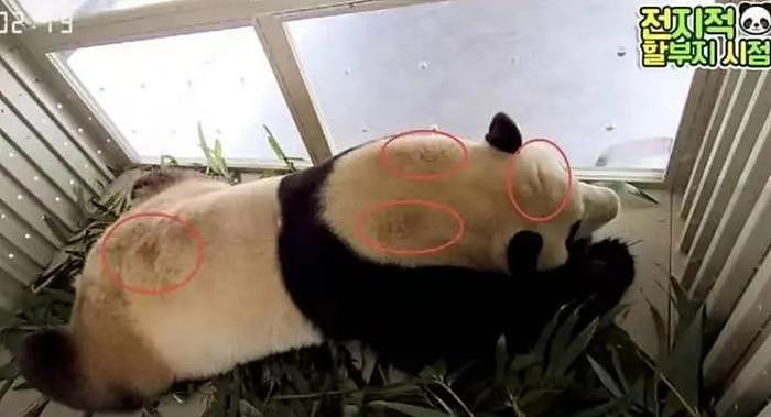 打脸闹事韩星！熊猫福宝断毛风波升级，在韩国饲养期间问题更大 - 15