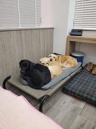 猫咪睡着大床，3只拉布拉多挤在小床上都不敢看它，网友：太委屈了！ - 1