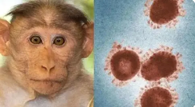 世卫组织将猴痘的全球公共卫生风险评估为中等 - 1