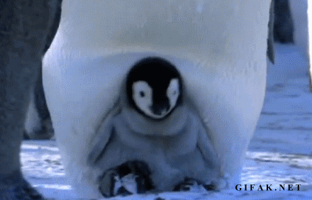为了防止企鹅被冻死，全世界都开始给它们织毛衣了 - 11