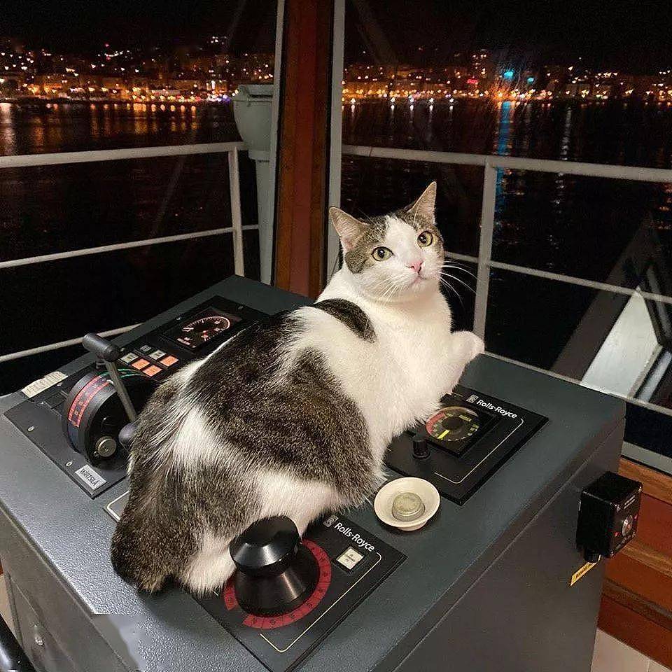 救了小猫却犯愁，因为她在轮船上工作，于是带猫上船 - 22