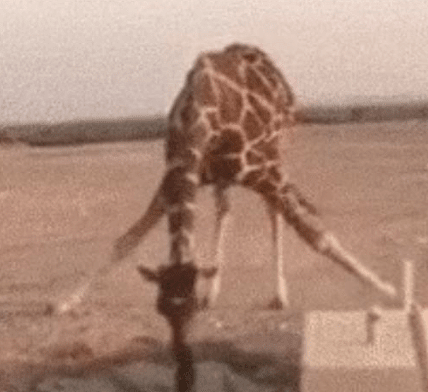 搞笑：原来长颈鹿是这样喝水的，个子高也是有烦恼的啊 - 1