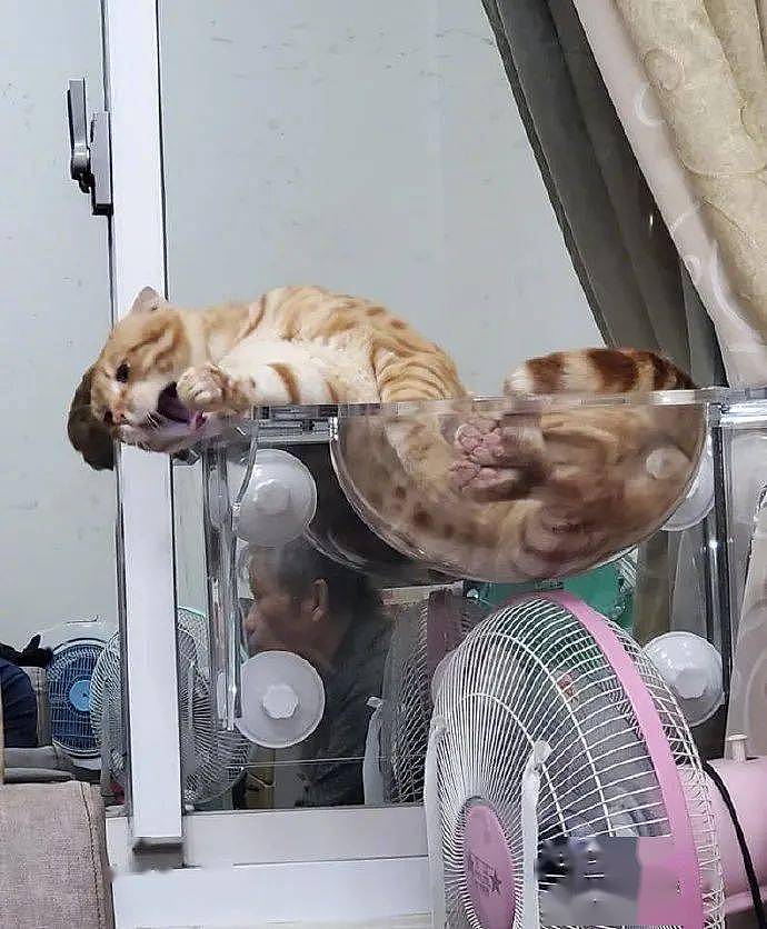 猫躺在玻璃猫爬架上，呈这种状态，知道是猫，不知的还以为啥！ - 2