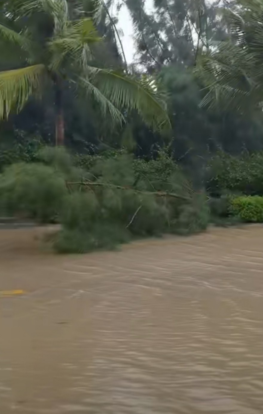 女星李梦海南出行遇台风，马路全被水淹没，还有树被吹倒太危险 - 2