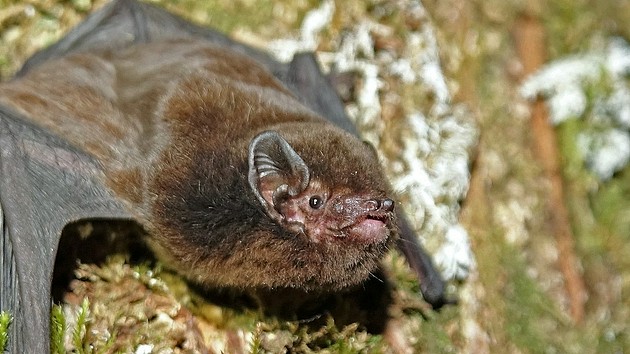 长尾蝙蝠被评选为新西兰“年度鸟”，“鸟资格”倍受争议！ - 2