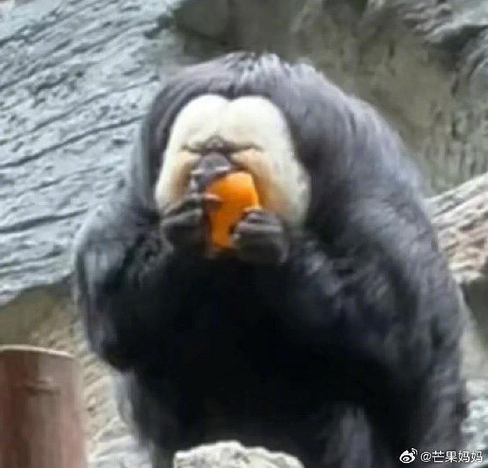 谁还没看过红山动物园顶流杜杜吃橙子，它怎么这么搞笑啊哈哈哈哈哈哈 - 6