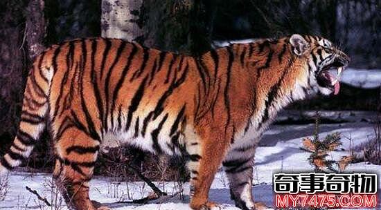 爪哇虎 又一因人类肆意捕杀而灭绝的老虎