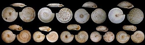 来自鲁鲁图（法属波利尼西亚，澳大利亚群岛）的蜗牛壳。这些蜗牛在它们最近被收集和科学描述之前就已经灭绝。 图片来源：O。 GARGOMINY、A。 SARTORI