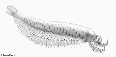 中科院团队新发现！五亿年前化石“麒麟虾”揭开节肢动物起源之谜
