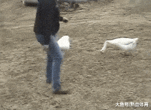 搞笑GIF趣图:千万不要惹社会上那些大白鹅，太流氓了！ - 1