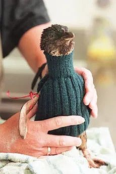 为了防止企鹅被冻死，全世界都开始给它们织毛衣了 - 6